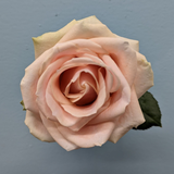 Mother's Day Eurosa Fresh Rose Romance