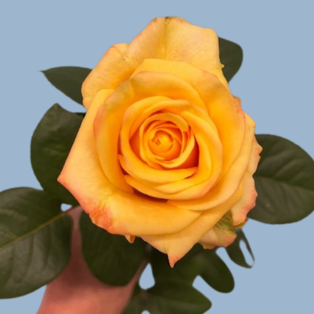 Mother's Day Eurosa Fresh Rose Romance