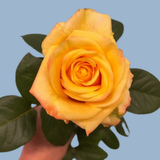 Mother's Day Eurosa Fresh Coastal Charm
